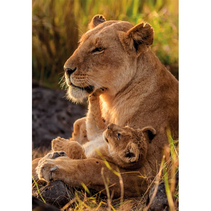 FELINE LOVE - 500 teile - Image 2