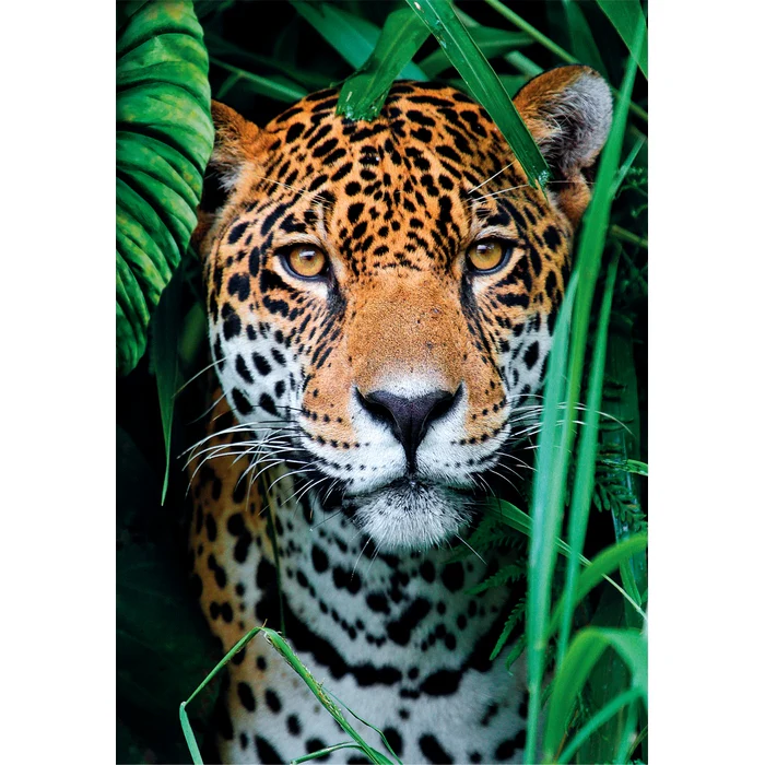 Jaguar In The Jungle - 500 teile - Image 2