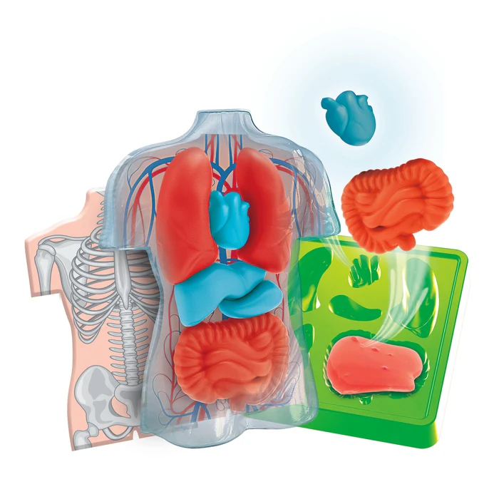 Squishy Anatomie - Image 2