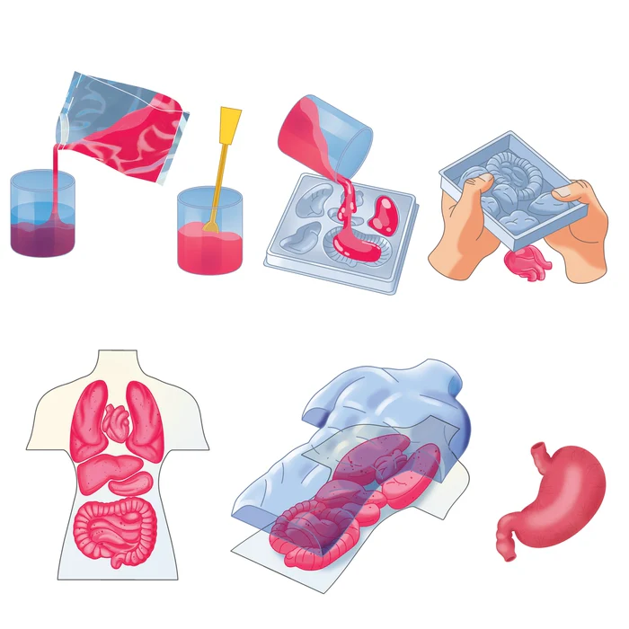 Squishy Anatomie - Image 6