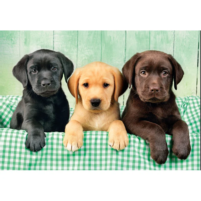 Three Labs - 1000 teile - Image 2